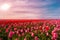 Colorful field of tulips, Netherlands. Keukenhof park, Holland.