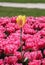 Colorful field of tulips, outdoor shot