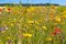 Colorful field of wild flowers