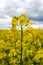 Colorful field of yellow blooming raps flowers. Blooming canola flowers close up