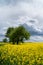 Colorful field of yellow blooming raps flowers with some trees