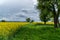 Colorful field of yellow blooming raps flowers with some trees