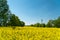 Colorful field of yellow blooming raps flowers with some trees