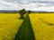 Colorful field of yellow blooming raps flowers with some trees. Aerial view