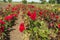 Colorful fields with blooming red roses, summer outdoors