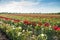 Colorful fields with blooming red roses, summer outdoors