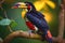 Colorful Fiery billed Aracari bird toucan