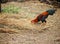 Colorful fighting cock standing and finding food on the ground