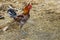 The colorful fighting cock is walking in farm at thailand