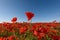 Colorful filed of blossoming poppies. Poppy field