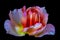 Colorful fine art still life bright macro image of a single isolated red pink yellow orange rose blossom, black