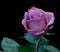 Colorful fine art still life macro of a single isolated violet rose blossom with leaves in vintage painting style on black