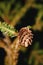 Colorful fir-cone spruce.