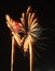 Colorful fireworks, Thailand