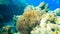 Colorful fish and clownfish hiding in sea anemone on the beautiful coral reef in Surin island national park, Thailand