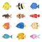 Colorful fish flat style vector set.