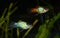 Colorful fish platy  swimming in freshwater tropical aquarium