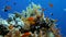 Colorful fish on vibrant coral reef, Red sea