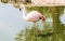 Colorful flamingo bathing