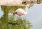 Colorful flamingo bathing