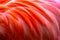 Colorful flamingo feathers close up