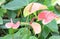 Colorful flamingo flower