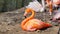 Colorful flamingo posing in front of the camera.