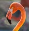 Colorful flamingo in profile facing left