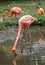 Colorful flamingo in the water