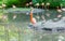 Colorful flamingos bathing