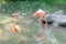 Colorful flamingos bathing