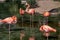 Colorful Flamingos in a Pond