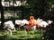 Colorful flamingos on a sunny day at the zoo in Wroclaw.