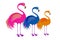 Colorful flamingos trio with birds of pink, blue and orange colors