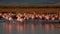 A colorful flock of flamingos wading in a shallow lake created with Generative AI