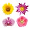 Colorful floral collage lotus; orchid; sunflower; hollyhock