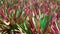Colorful floral natural background with blur and depth of field of tradescantia spathacea or Boat or Oyster lily plant