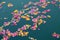 Colorful floral offerings, petals, flowers and garlands, floating in Pushkar Lake, India