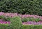 Colorful flower bed at the Dallas Arboretum and Botanical Garden