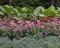 Colorful flower bed at the Dallas Arboretum and Botanical Garden