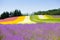 Colorful of flower bed in Furano