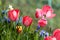 Colorful flower bed with tulips, daffodils, hyacinths and muscari in late spring