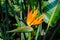 Colorful flower Bird of paradise Strelitzia Reginae blossom in botanic garden