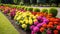 colorful flower bright garden well