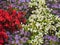 Colorful flower buds of begonia. Making the lawn. Landscape design