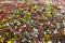 Colorful flower carpet in park - pansies