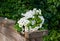 Colorful flower composition - bouquet of white decorative daisy on natural old wooden plank