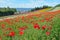 Colorful flower field