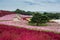 Colorful flower field in the garden at seaside park