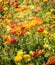 Colorful Flower Fields, Southern California